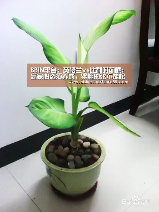 BBIN平台:英格兰vs比利时前瞻:赢家心态须养成,紧绷的弦不能松(图1) BBIN地址